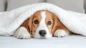 Dog under a blanket during a storm